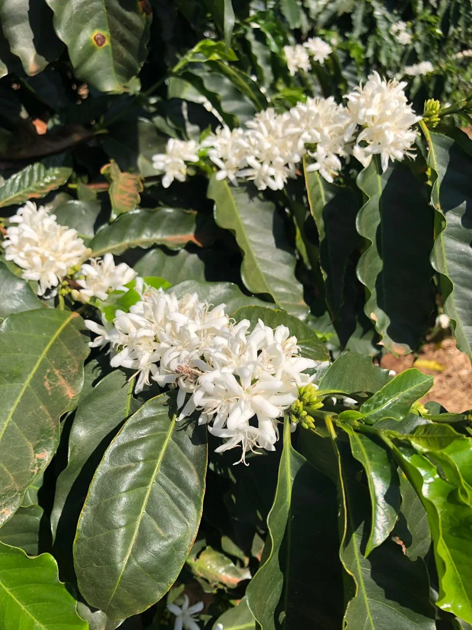 Folha de Café na plantação da FASO Café