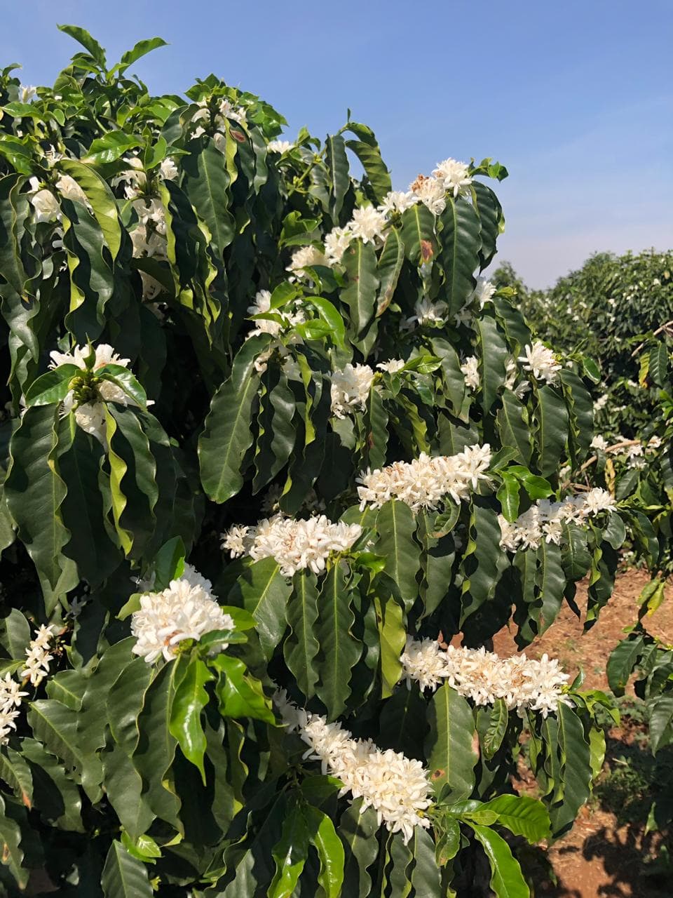 Folhas e frutos da plantação da FASO Café